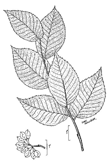 image of Ulmus rubra, Slippery Elm, Red Elm