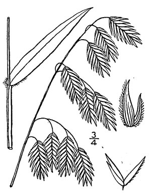 image of Chasmanthium latifolium, River Oats, Northern Sea Oats, Fish-on-a-stringer, Indian Woodoats