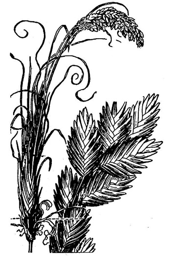 drawing of Uniola paniculata, Sea Oats