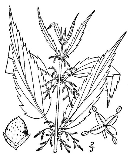 drawing of Urtica gracilis ssp. gracilis, American Stinging Nettle, Slender Nettle