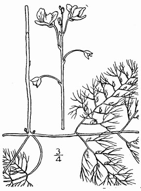 drawing of Utricularia macrorhiza, Greater Bladderwort, Common Bladderwort