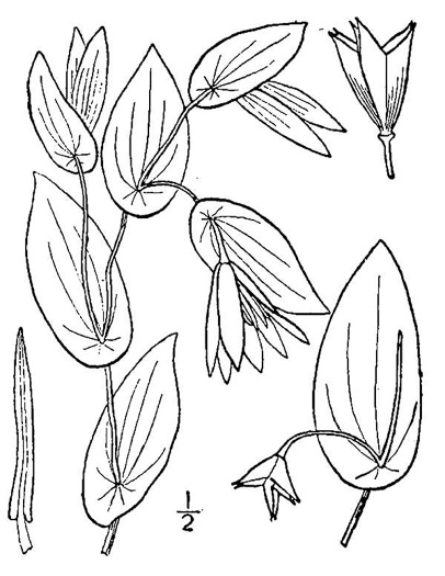 drawing of Uvularia perfoliata, Perfoliate Bellwort