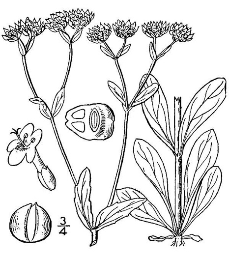 drawing of Valerianella locusta, European Cornsalad