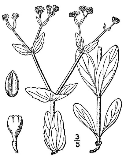drawing of Valerianella radiata, Beaked Cornsalad