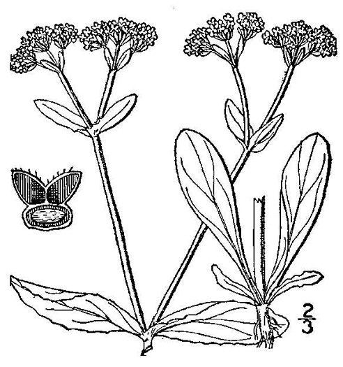 image of Valerianella radiata, Beaked Cornsalad
