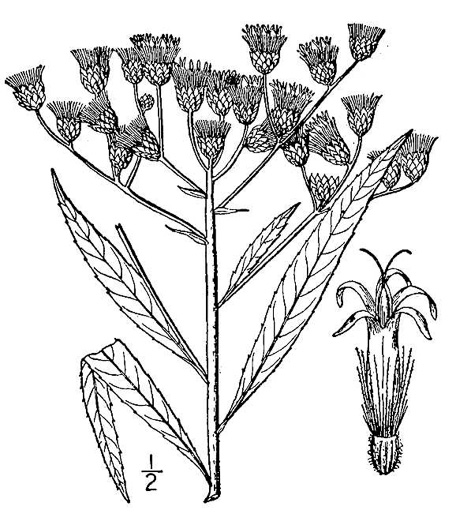 drawing of Vernonia gigantea, Tall Ironweed, Common Ironweed, Giant Ironweed