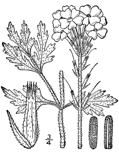 image of Glandularia canadensis, Rose Vervain, Rose Verbena, Creeping Vervain