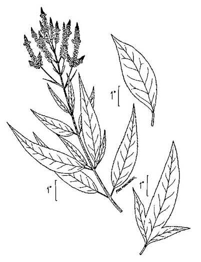 drawing of Verbena hastata, Blue Vervain, Common Vervain, Simpler's-joy