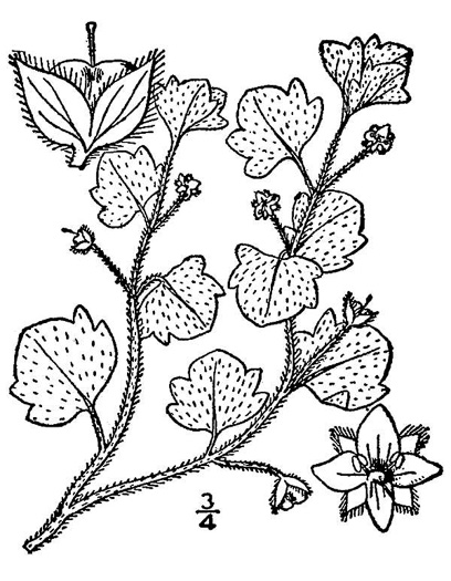 image of Veronica hederifolia, Ivyleaf Speedwell