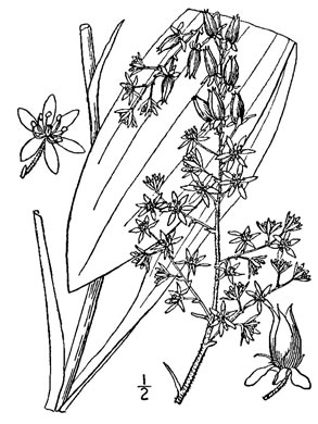 drawing of Melanthium parviflorum, Mountain Bunchflower, Small-flowered Hellebore, Small False Hellebore, Appalachian Bunchflower