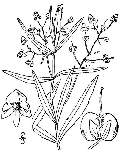 drawing of Veronica scutellata, Marsh Speedwell, Narrowleaf Speedwell