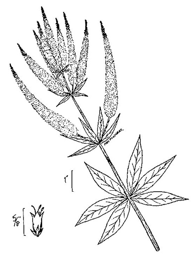 drawing of Veronicastrum virginicum, Culver's-root, Culver's-physic