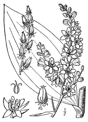 drawing of Veratrum viride, White-hellebore, Indian Poke, Green Hellebore, Cornhusk Lily