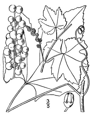 drawing of Vitis aestivalis var. bicolor, Silverleaf Grape