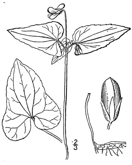 drawing of Viola hastata, Halberdleaf Violet, Halberdleaf Yellow Violet, Spearleaf Violet, Silverleaf Violet