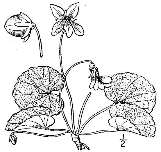 image of Viola hirsutula, Southern Woodland Violet, Silvery Purple-leaf Violet, Southern Wood Violet