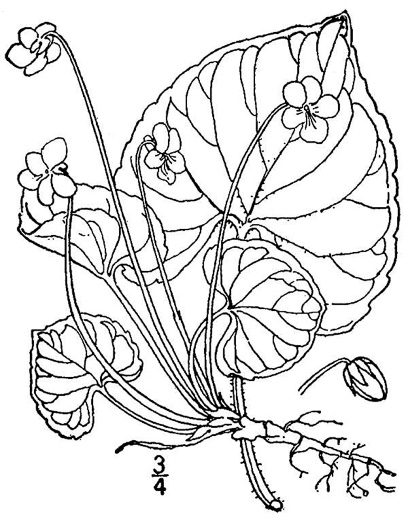 image of Viola incognita, Disguised White Violet, Largeleaf White Violet