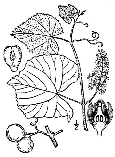 image of Vitis labrusca, Fox Grape
