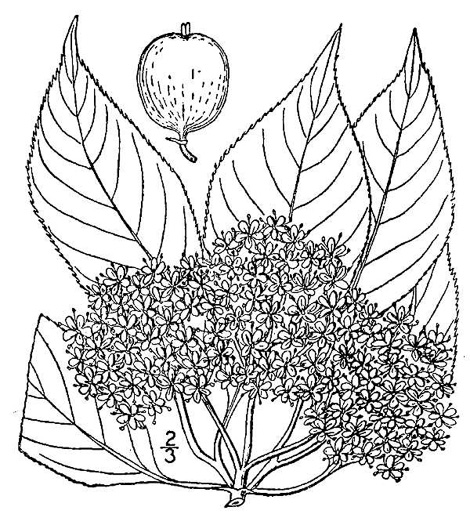 image of Viburnum lentago, Nannyberry, Sheepberry