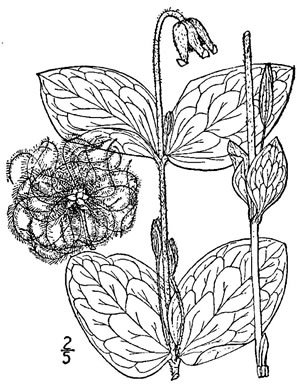 drawing of Clematis ochroleuca, Curlyheads