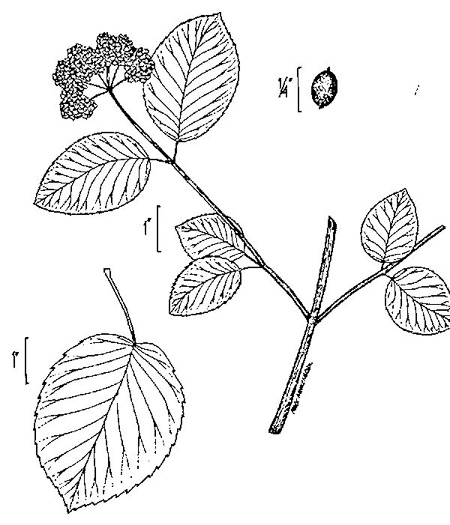 drawing of Viburnum recognitum, Smooth Arrowwood, Northern Arrowwood