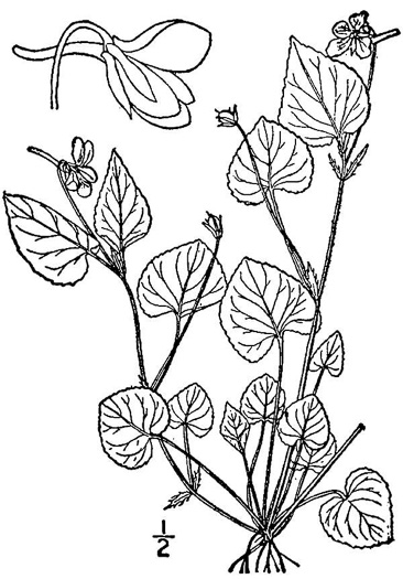 drawing of Viola rostrata, Longspur Violet