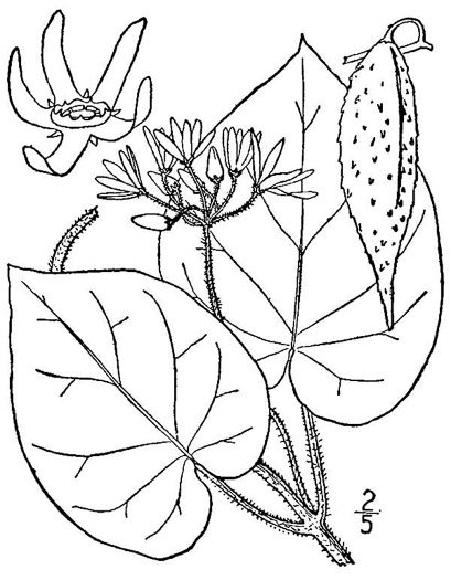 image of Matelea obliqua, Northern Spinypod, Limerock Milkvine, Climbing Milkvine