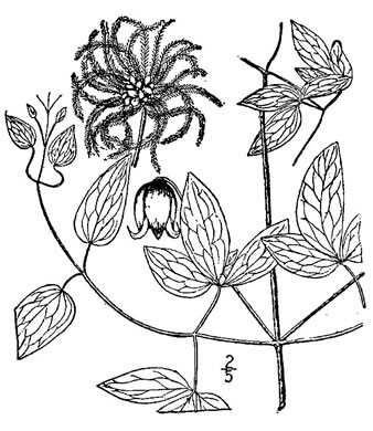drawing of Clematis viorna, Northern Leatherflower, Vase-vine