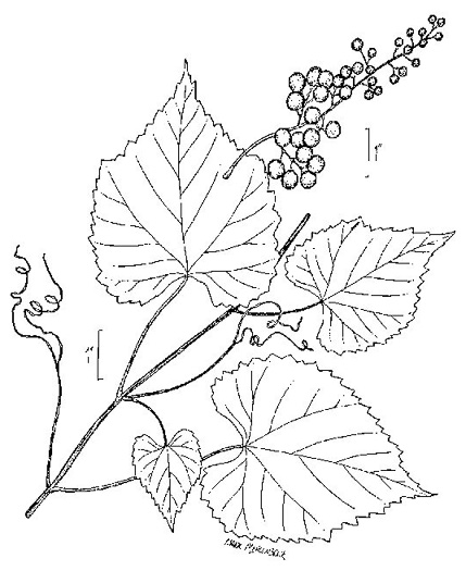image of Vitis vulpina, Frost Grape, Winter Grape, Chicken Grape