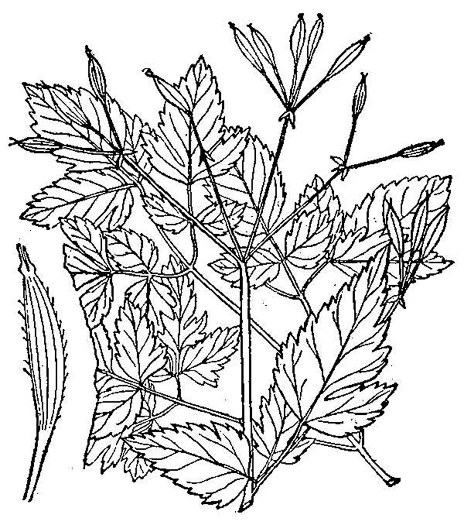 drawing of Osmorhiza longistylis, Aniseroot, Smooth Sweet Cicely, Longstyle Sweet-cicely