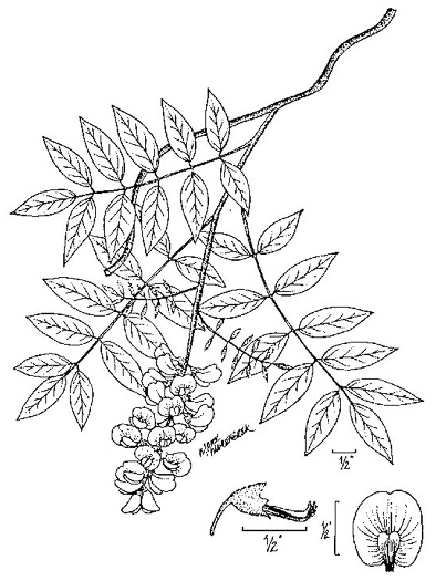 image of Wisteria frutescens var. frutescens, American Wisteria, Swamp Wisteria, Atlantic Wisteria