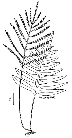 drawing of Lorinseria areolata, Netted Chain-fern, Net-veined Chainfern