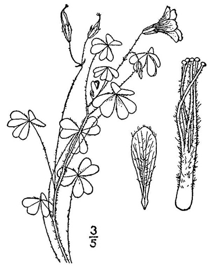 drawing of Oxalis macrantha, Sadie Price’s Yellow Wood-sorrel