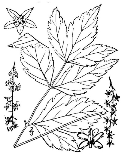 drawing of Xanthorhiza simplicissima, Yellowroot