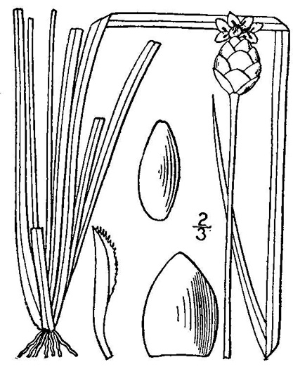 image of Xyris jupicai, Richard's Yellow-eyed-grass