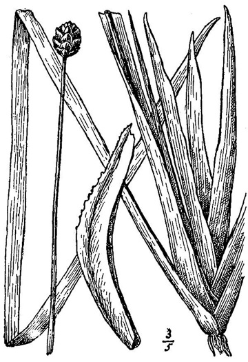 image of Xyris smalliana, Small's Yellow-eyed-grass