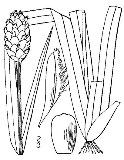 image of Xyris fimbriata, Giant Yellow-eyed-grass