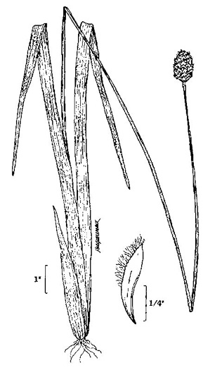 image of Xyris fimbriata, Giant Yellow-eyed-grass, Fringed Yellow-eyed-grass