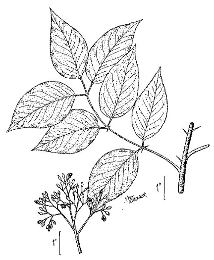 drawing of Zanthoxylum clava-herculis, Toothache Tree, Hercules-club, Sea-ash, Southern Prickly-ash