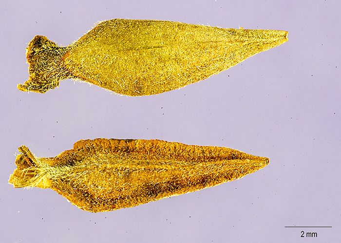image of Zinnia elegans, Garden Zinnia, Elegant Zinnia