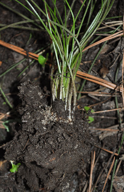 image of Isoetes hyemalis, Wintergreen Quillwort, Winter Quillwort, evergreen quillwort