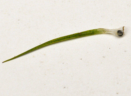 image of Isoetes melanospora, Black-spored Quillwort