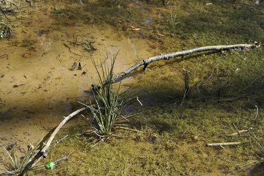 image of Isoetes melanopoda ssp. silvatica, Eastern Blackfoot Quillwort