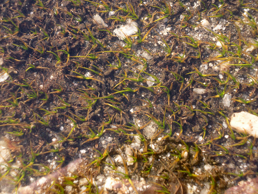 image of Isoetes tegetiformans, Mat-forming Quillwort, Merlin's Grass, Mat-forming Melin's grass