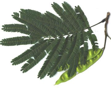 image of Albizia julibrissin, Mimosa, Silktree, Albizia