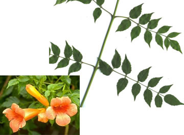 trumpet vine leaves