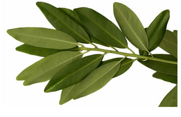image of Illicium parviflorum, Swamp Star-anise, Yellow Anise-tree, Ocala Anise-tree