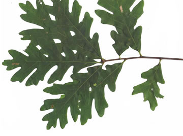 image of Quercus alba, White Oak