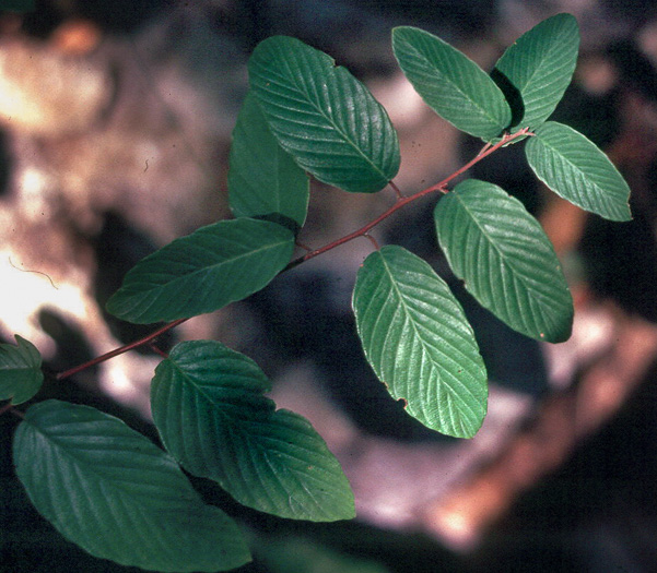 image of Berchemia scandens, Carolina Supplejack, American Rattan, Rattan-vine, Alabama Supplejack