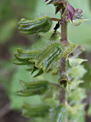 image of Perilla frutescens, Beefsteak Plant, Perilla